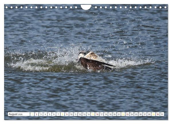 Produktbild: Fischadler - Meister des Sturzfluges (Wandkalender 2026 DIN A4 quer), CALVENDO Monatskalender