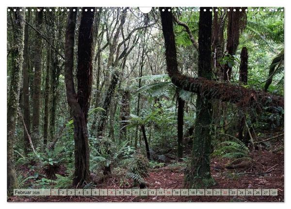 Produktbild: Prim&auml;rwald - Neuseeland (Wandkalender 2026 DIN A3 quer), CALVENDO Monatskalender