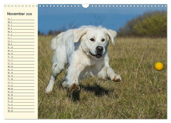 Produktbild: Das Gl&uuml;ck hat einen Namen - Golden Retriever (Wandkalender 2026 DIN A3 quer), CALVENDO Monatskalender