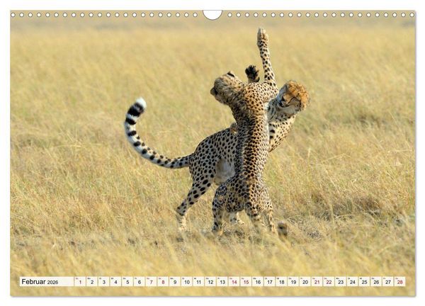 Produktbild: Faszinaton Afrika: Geparde (Wandkalender 2026 DIN A3 quer), CALVENDO Monatskalender