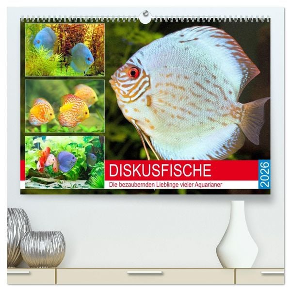 Produktbild: Diskusfische. Die bezaubernden Lieblinge vieler Aquarianer (hochwertiger Premium Wandkalender 2026 DIN A2 quer), Kunstdruck in Hochglanz