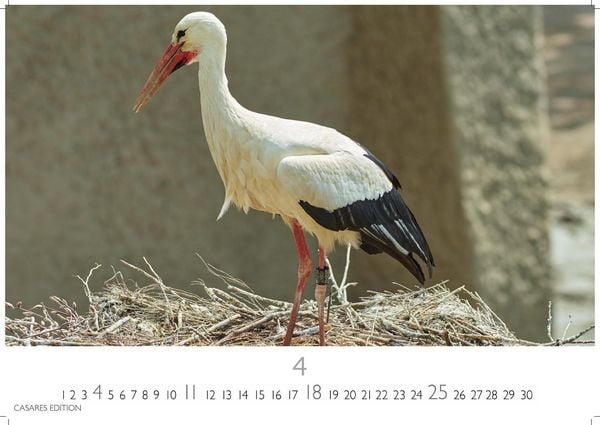 Produktbild: St&ouml;rche Kalender 2027 &ndash; Wandkalender | Fotokalender Tierkalender 35x50cm Grosses Format - Inspirierende Storch-Motive f&uuml;r Natur- und Tierkalenderliebhaber.
