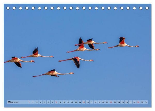 Produktbild: Camargue - Der wilde S&uuml;den Frankreichs (Tischkalender 2026 DIN A5 quer), CALVENDO Monatskalender