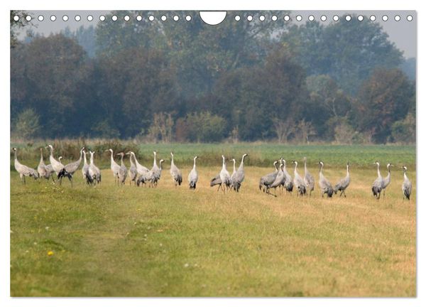 Produktbild: Kraniche auf dem Weg nach S&uuml;den (Wandkalender 2025 DIN A4 quer), CALVENDO Monatskalender