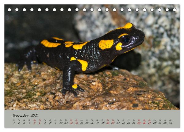 Produktbild: Feuersalamander - Liebenswerte Heimlichtuer (Tischkalender 2026 DIN A5 quer), CALVENDO Monatskalender