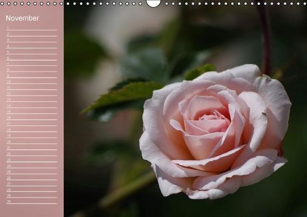 Produktbild: Zarte Sch&ouml;nheiten - Rosen (Wandkalender immerw&auml;hrend DIN A3 quer)