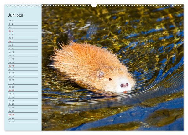 Produktbild: Wir sind die Stars am Wasser (hochwertiger Premium Wandkalender 2026 DIN A2 quer), Kunstdruck in Hochglanz