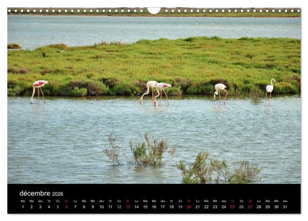 Produktbild: Camargue Entre mer et nature (Calendrier mural 2026 DIN A3 vertical), CALVENDO calendrier mensuel