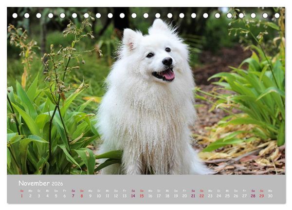 Produktbild: Dein Hund der treue Begleiter (Tischkalender 2026 DIN A5 quer), CALVENDO Monatskalender