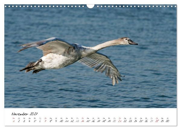 Produktbild: Vom K&uuml;ken zum Schwan (Wandkalender 2027 DIN A3 quer), CALVENDO Monatskalender