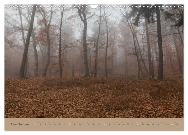 Produktbild: Unser Wald - Magische Sichten in norddeutsche W&auml;lder (Wandkalender 2026 DIN A3 quer), CALVENDO Monatskalender