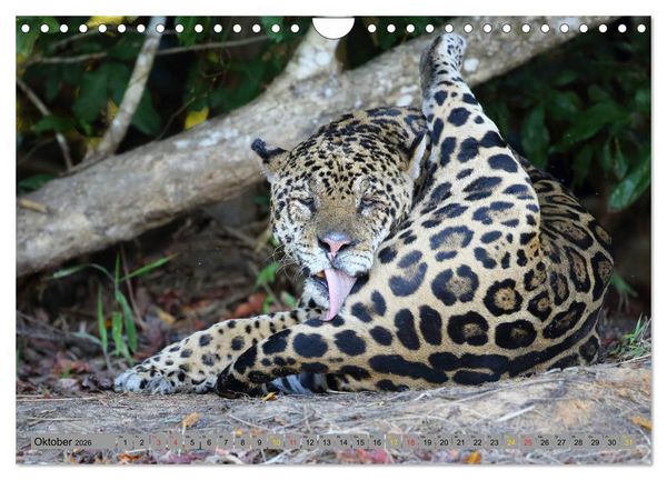 Produktbild: Jaguare im Pantanal (Wandkalender 2026 DIN A4 quer), CALVENDO Monatskalender