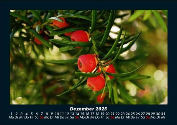 Produktbild: Pflanzen und Bl&uuml;ten 2025 Fotokalender DIN A5