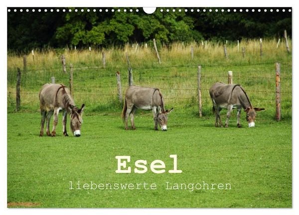 Produktbild: Esel - liebenswerte Langohren (Wandkalender 2027 DIN A3 quer), CALVENDO Monatskalender
