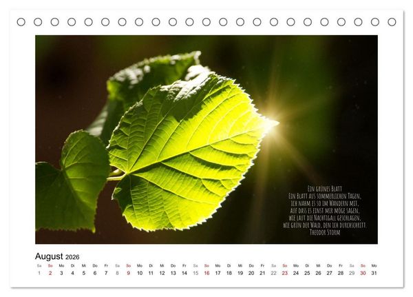 Produktbild: Bl&auml;tterreigen (Tischkalender 2026 DIN A5 quer), CALVENDO Monatskalender