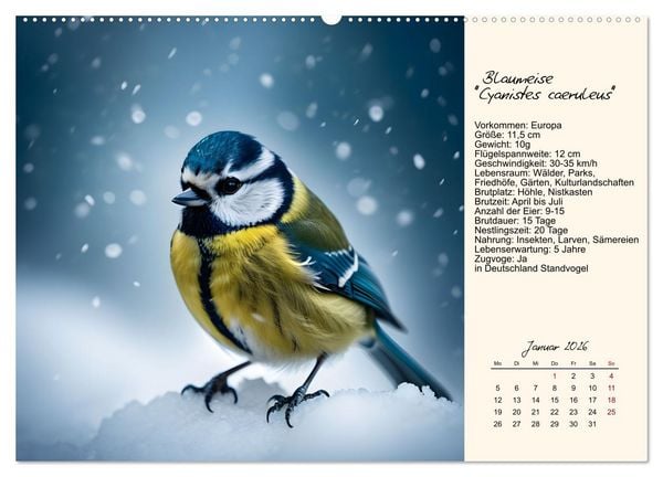 Produktbild: Meisen richtig erkennen (Wandkalender 2026 DIN A2 quer), CALVENDO Monatskalender