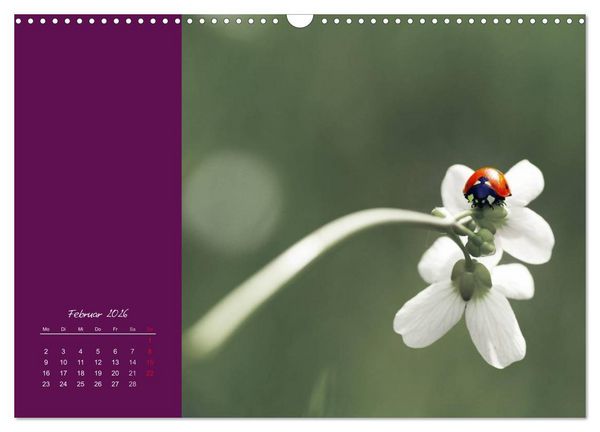 Produktbild: Momente des Gl&uuml;cks (Wandkalender 2026 DIN A3 quer), CALVENDO Monatskalender