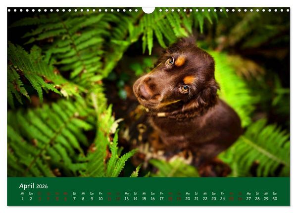 Produktbild: Elvis ein Engl. Cocker Spaniel wird Gro&szlig; (Wandkalender 2026 DIN A3 quer), CALVENDO Monatskalender