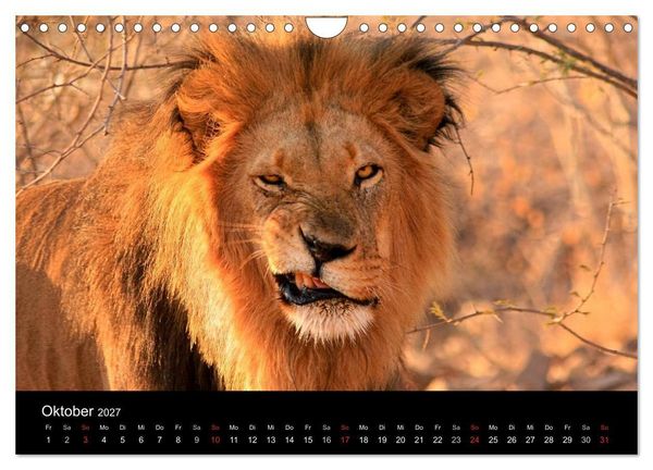 Produktbild: Afrikas Raubkatzen (Wandkalender 2027 DIN A4 quer), CALVENDO Monatskalender