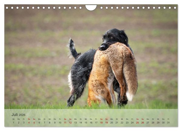 Produktbild: Treue Jagdgef&auml;hrten - Der Deutsch Drahthaar (Wandkalender 2026 DIN A4 quer), CALVENDO Monatskalender