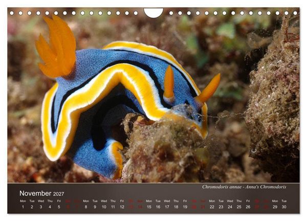 Produktbild: Nudibranchs on the ocean floor (Wall Calendar 2027 DIN A4 landscape), CALVENDO 12 Month Wall Calendar
