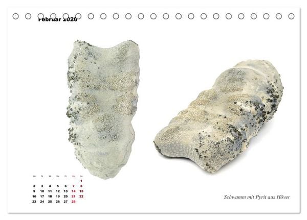 Produktbild: Fossilien - Ammoniten, Trilobiten, Erdgeschichte (Tischkalender 2026 DIN A5 quer), CALVENDO Monatskalender