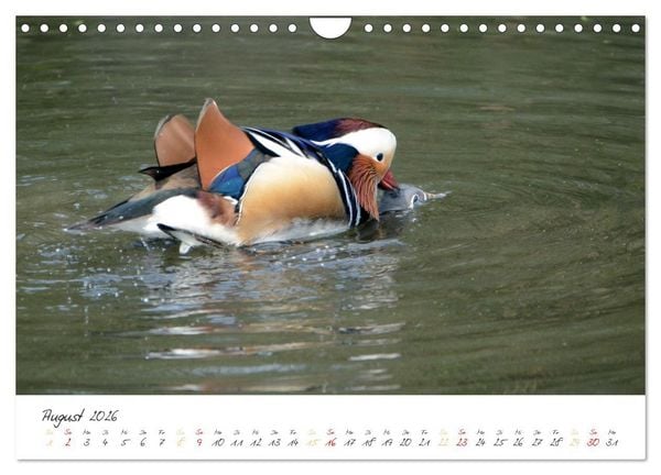 Produktbild: Mandarinenenten, die Liebe zur Natur (Wandkalender 2026 DIN A4 quer), CALVENDO Monatskalender