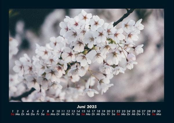 Produktbild: Blumentr&auml;ume 2025 Fotokalender DIN A4