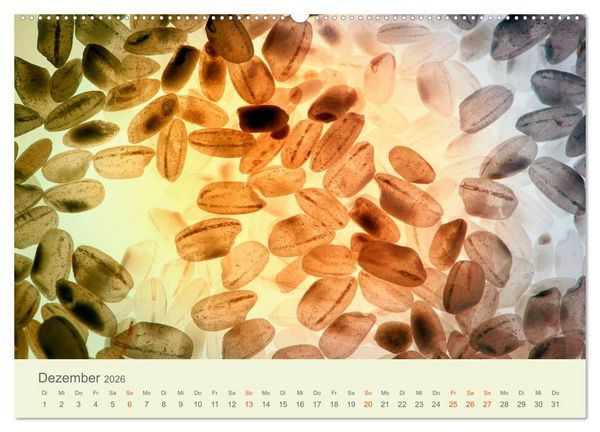 Produktbild: Lichtzauber (Wandkalender 2026 DIN A2 quer), CALVENDO Monatskalender