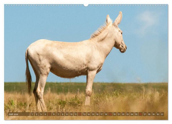 Produktbild: Lichtbringer - &Ouml;sterreichisch-Ungarische Barockesel (hochwertiger Premium Wandkalender 2026 DIN A2 quer), Kunstdruck in Hochglanz