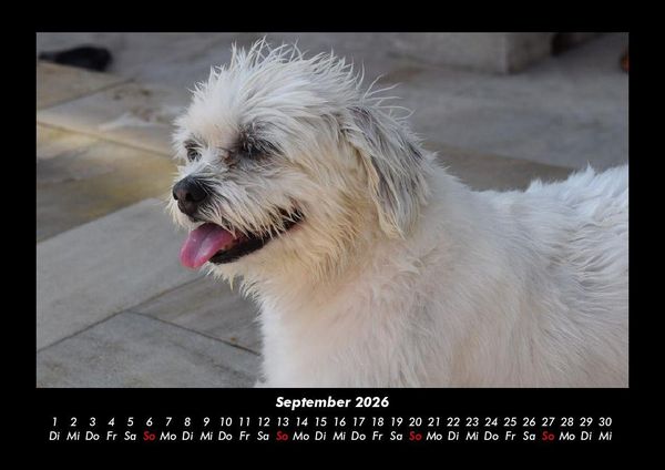 Produktbild: Haustierkalender 2026 Fotokalender DIN A3