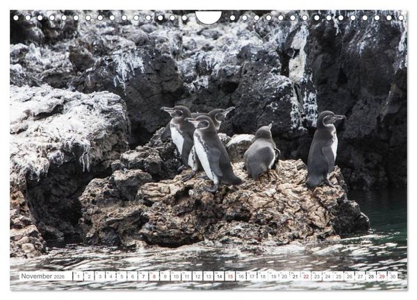 Produktbild: Galapagos. Verzauberte Inseln (Wandkalender 2026 DIN A4 quer), CALVENDO Monatskalender