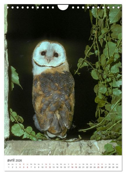 Produktbild: Une chouette de vie, les oiseaux (Calendrier mural 2026 DIN A4 horizontal), CALVENDO calendrier mensuel
