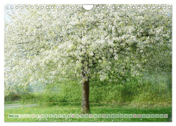 Produktbild: Vielfalt der B&auml;ume - variety of trees (Wandkalender 2026 DIN A4 quer), CALVENDO Monatskalender