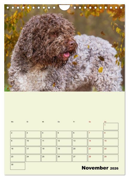Produktbild: Lagotto Romagnolo - Der Tr&uuml;ffelhund Italiens - Planer (Wandkalender 2026 DIN A4 hoch), CALVENDO Monatskalender