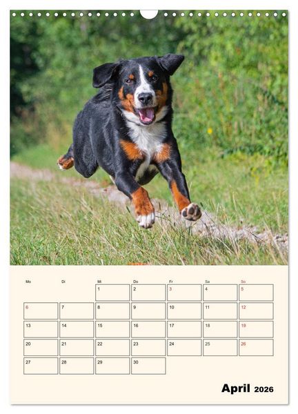 Produktbild: Appenzeller Sennenhund - Mit Plan durch das Jahr (Wandkalender 2026 DIN A3 hoch), CALVENDO Monatskalender