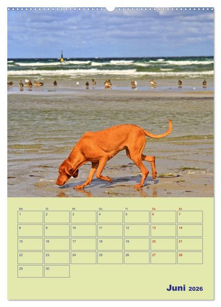 Produktbild: Sehnsuchtsort Ostseebad Boltenhagen (hochwertiger Premium Wandkalender 2026 DIN A2 hoch), Kunstdruck in Hochglanz