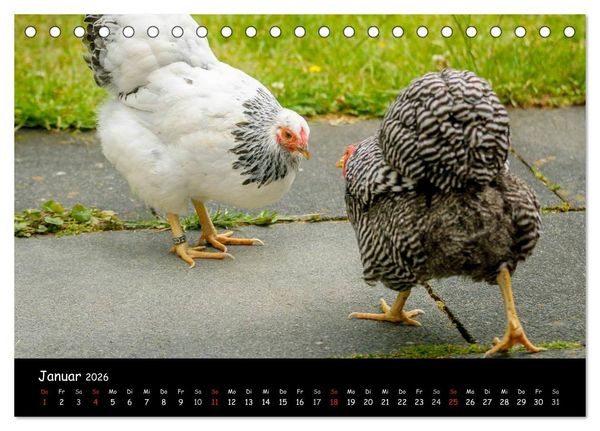 Produktbild: Gartenh&uuml;hner (Tischkalender 2026 DIN A5 quer), CALVENDO Monatskalender