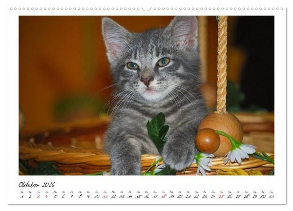Produktbild: Die Launen der Katzen 2026 (hochwertiger Premium Wandkalender 2026 DIN A2 quer), Kunstdruck in Hochglanz