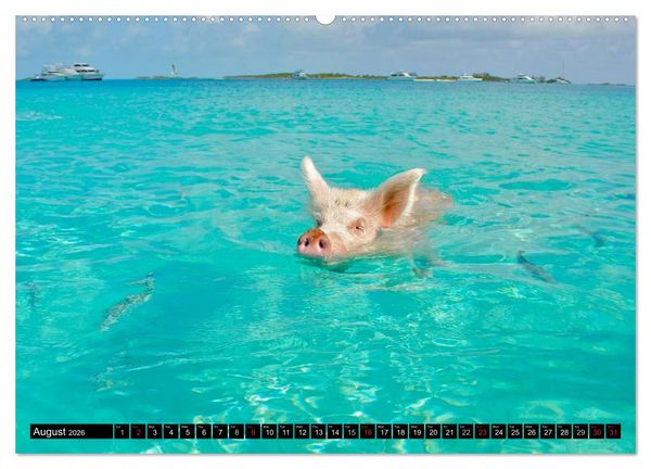 Produktbild: The Swimming Pigs of Bahamas (High Quality Premium Wall Calendar 2026 DIN A2 landscape),CALVENDO 12 Month Wall Calendar