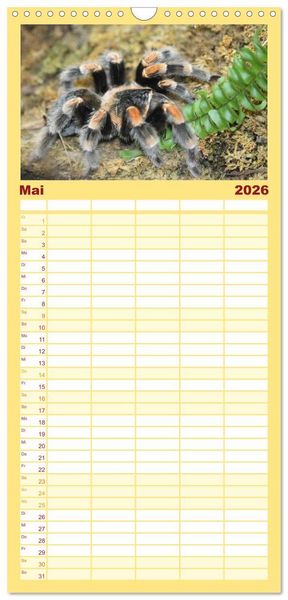 Produktbild: Familienplaner 2026 - Vogelspinnen mit 5 Spalten (Wandkalender, 21 x 45 cm) CALVENDO