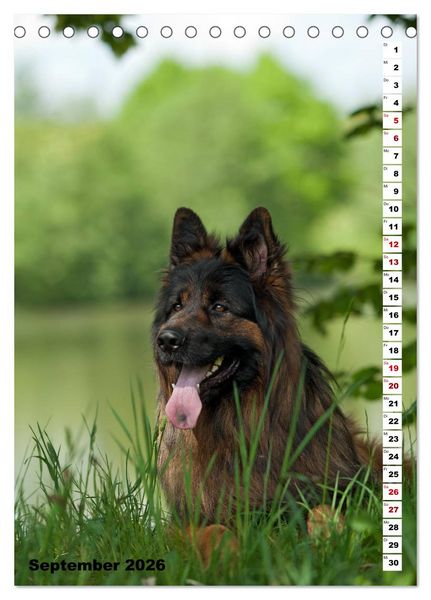 Produktbild: Sch&auml;ferhunde Langstockhaar zum verlieben (Tischkalender 2026 DIN A5 hoch), CALVENDO Monatskalender