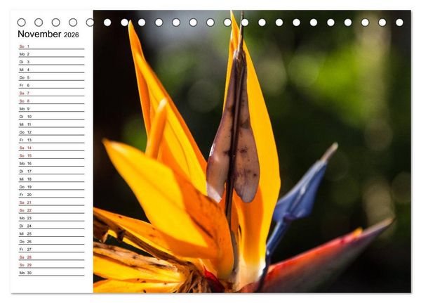 Produktbild: Strelitzien - die Paradiesv&ouml;gel unter den Blumen (Tischkalender 2026 DIN A5 quer), CALVENDO Monatskalender