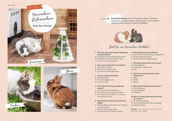 Produktbild: Zwergkaninchen