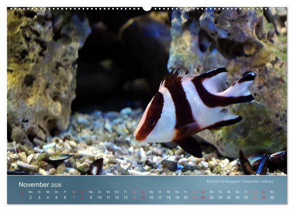 Produktbild: Bunte Riffbewohner - Fische, Anemonen und noch viel mehr (Wandkalender 2026 DIN A2 quer), CALVENDO Monatskalender