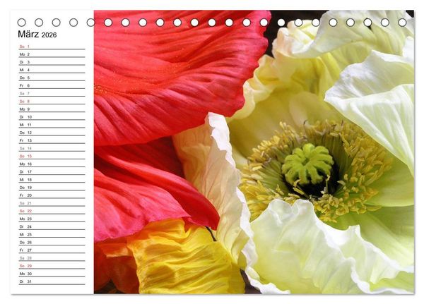 Produktbild: Mohn im Portr&auml;t (Tischkalender 2026 DIN A5 quer), CALVENDO Monatskalender