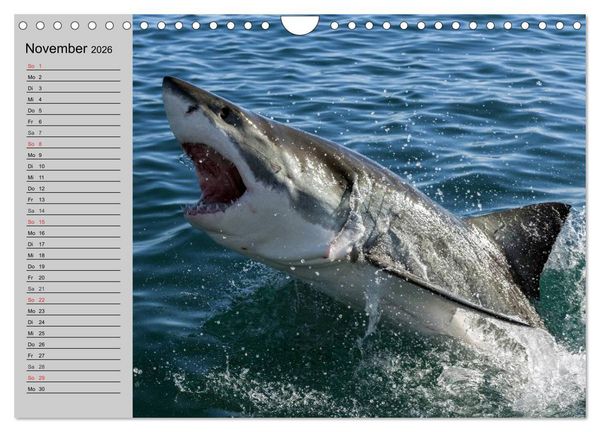 Produktbild: Haie (Wandkalender 2026 DIN A4 quer), CALVENDO Monatskalender