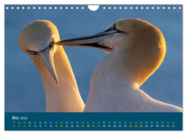 Produktbild: Helgol&auml;nder Basst&ouml;lpel 2026 (Wandkalender 2026 DIN A4 quer), CALVENDO Monatskalender