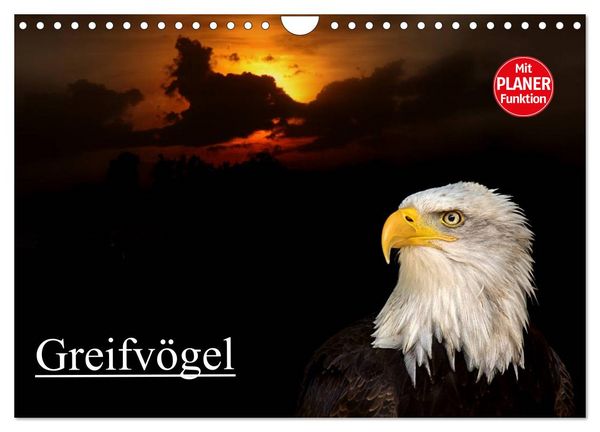 Produktbild: Greifv&ouml;gel (Wandkalender 2026 DIN A4 quer), CALVENDO Monatskalender