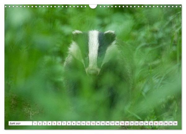 Produktbild: Wildtiere im M&uuml;ritz-Nationalpark (Wandkalender 2027 DIN A3 quer), CALVENDO Monatskalender